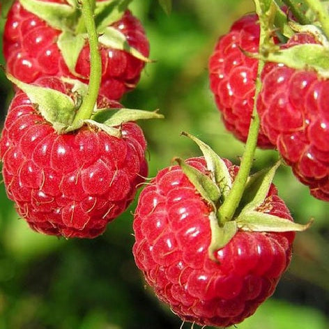 Malina Willamette plody detail 	
OKMWILK