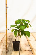 Malina willamette rastlina kontajner 	
OKMWILK