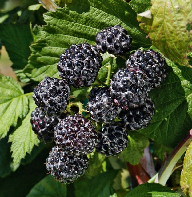 Malinočernica Black Jewel plody detail ker krík OKMCBLAJK