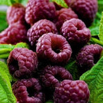 Malinočernica Glen Coe plody detail OKMCGLECK