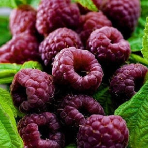 Malinočernica Glen Coe plody detail OKMCGLECK