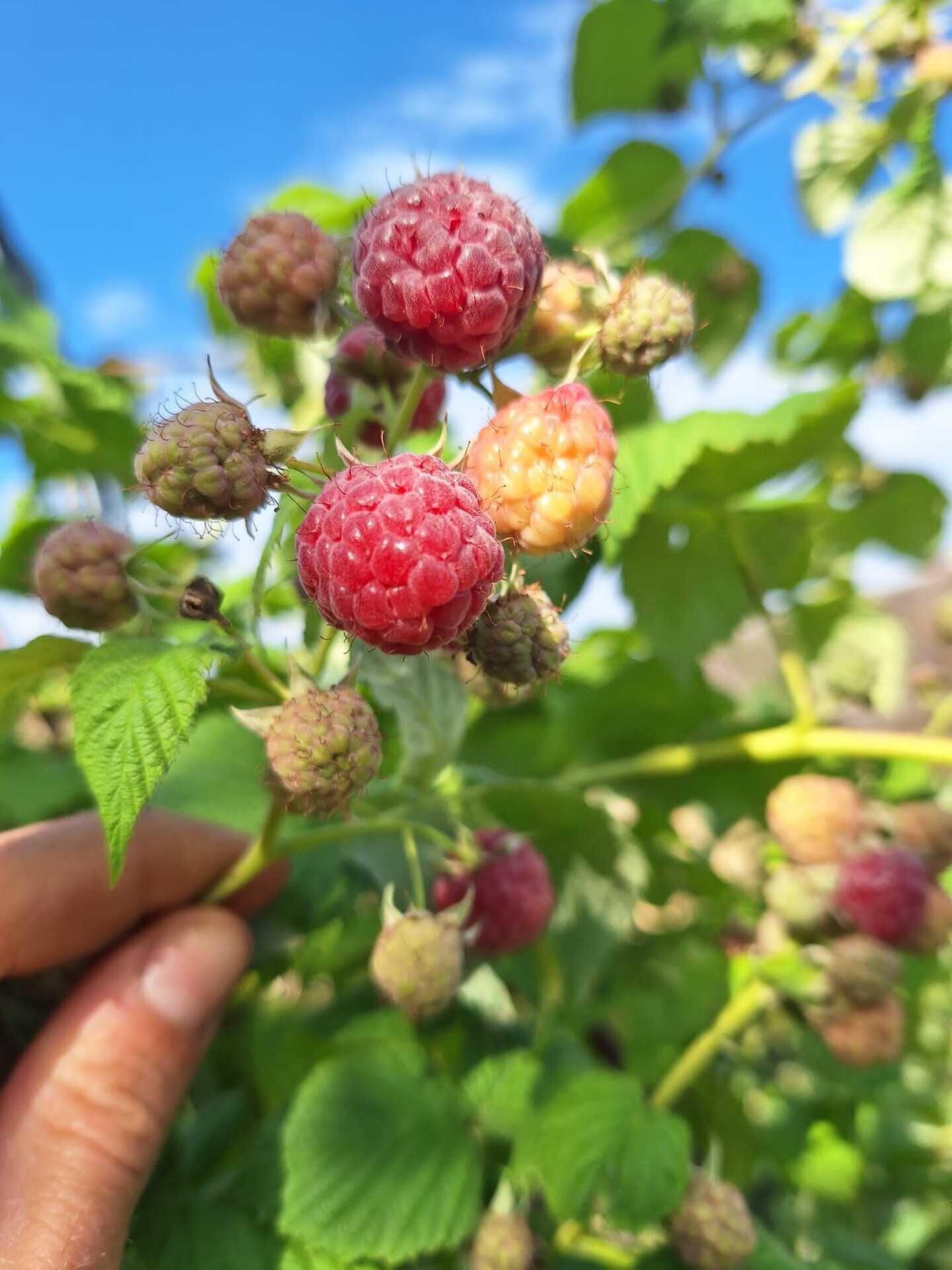 Malinočernica Glen Coe plody detail OKMCGLECK