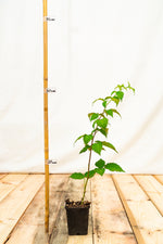 Malinočernica Glen Coe rastlina kontajner OKMCGLECK