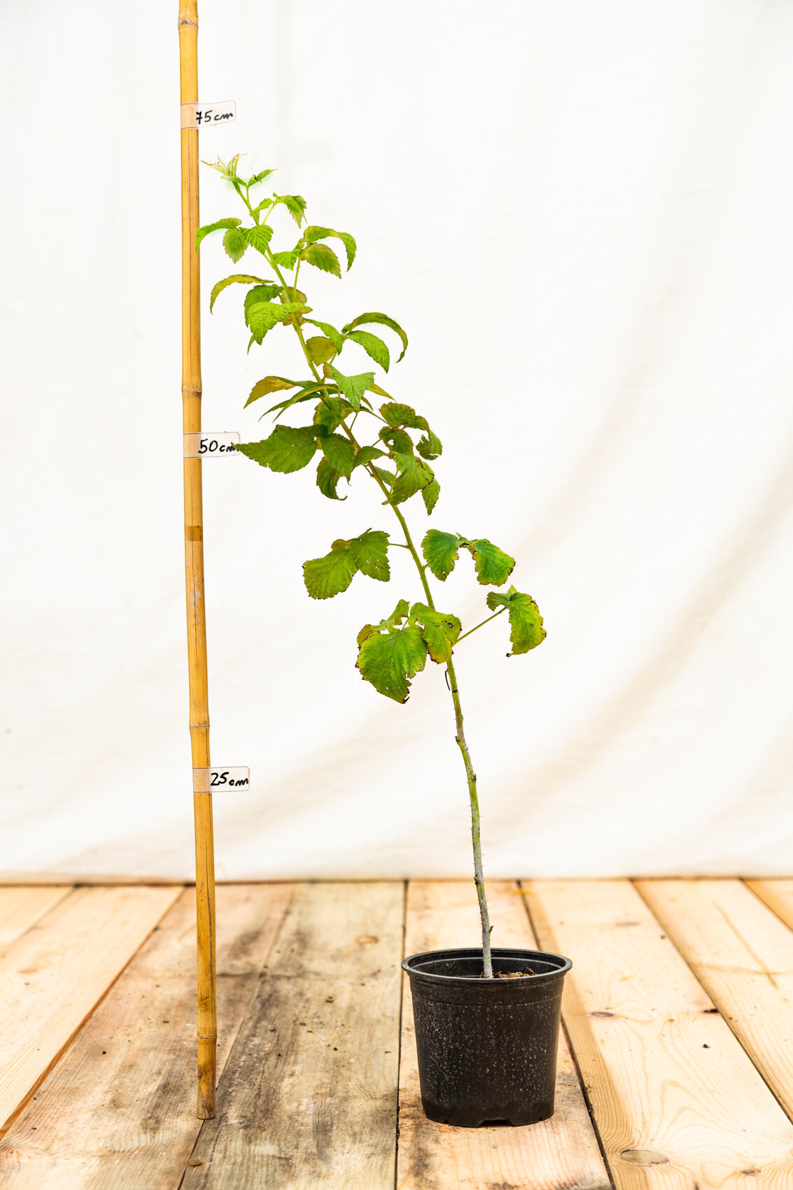 Malinočernica Tayberry Buckingham rastlina kontajner
OKMCTAYBK