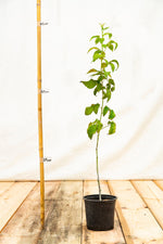 Malinočernica Boysenberry rastlina kontajner OKMCBOYSK