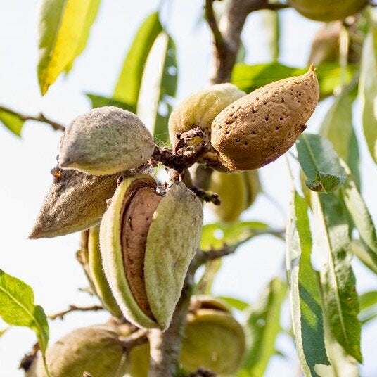 Mandľa Palatina plody detail