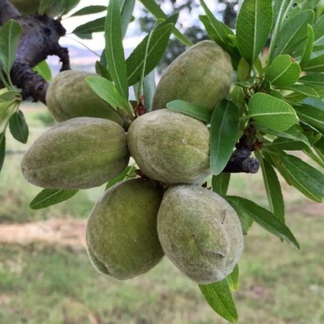 Mandľa Supernova plody detail