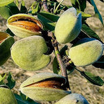 Mandľa Zora plody detail strom