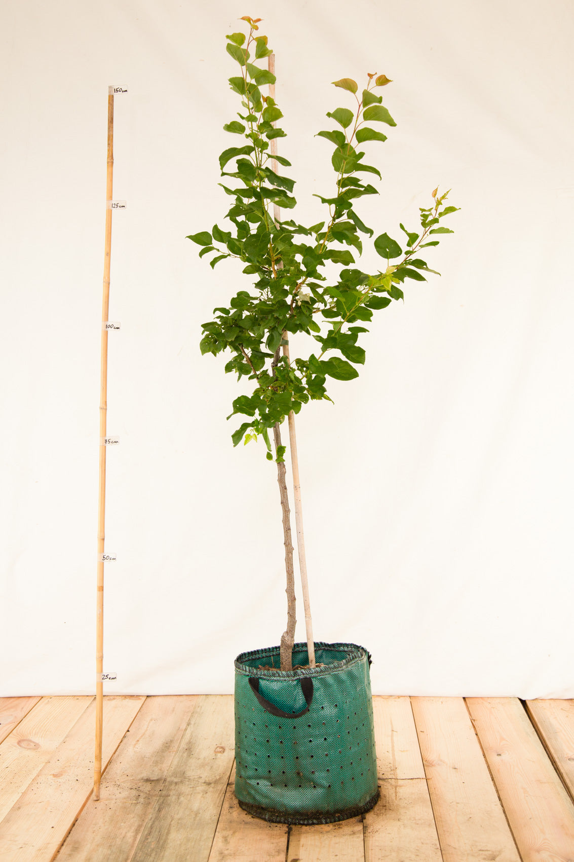 Marhuľa Bohutická strom airpot arbotaška