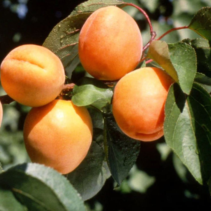 Marhuľa Goldrich plody detail