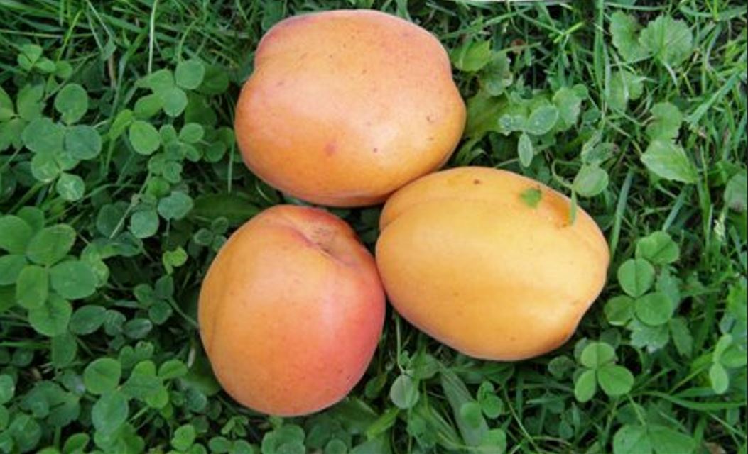 Marhuľa Goldrich plody detail