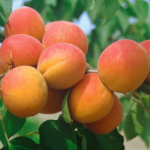 Marhuľa Harcot plody detail