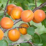 Marhuľa Harlayne plody detail