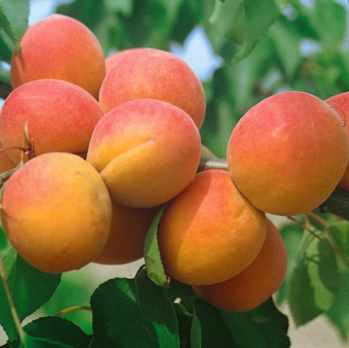 Marhuľa Harogem plody detail