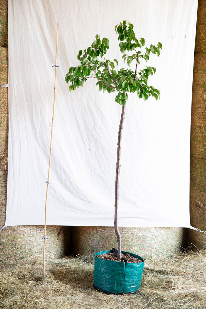 Marhuľa Harogem strom airpot arbotaška