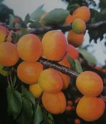 Marhuľa Legolda plody detail