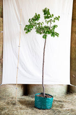 Marhuľa Leskora strom airpot arbotaška