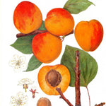 Marhuľa Maďarská plody detail