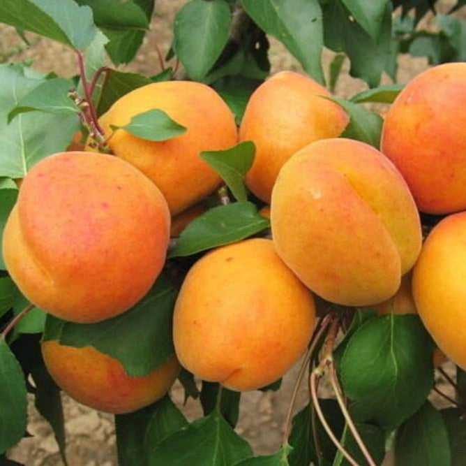 Marhuľa Radka plody detail