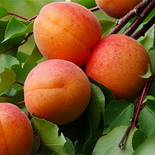 Marhuľa Rakovského plody detail