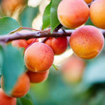 Marhuľa Rouge du Rousillon plody detail