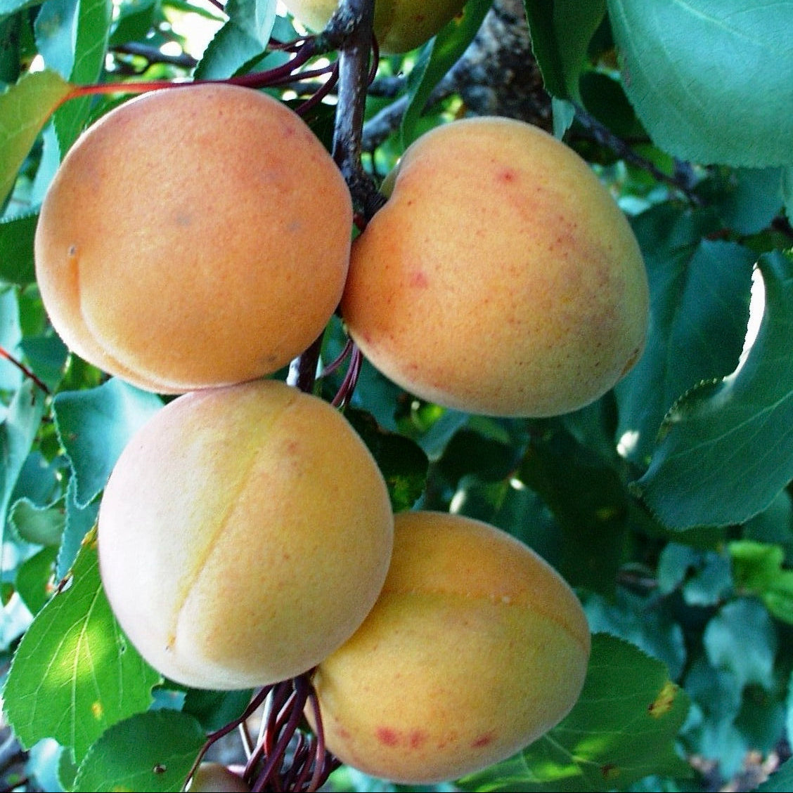 Marhuľa Sabinovská plody detail