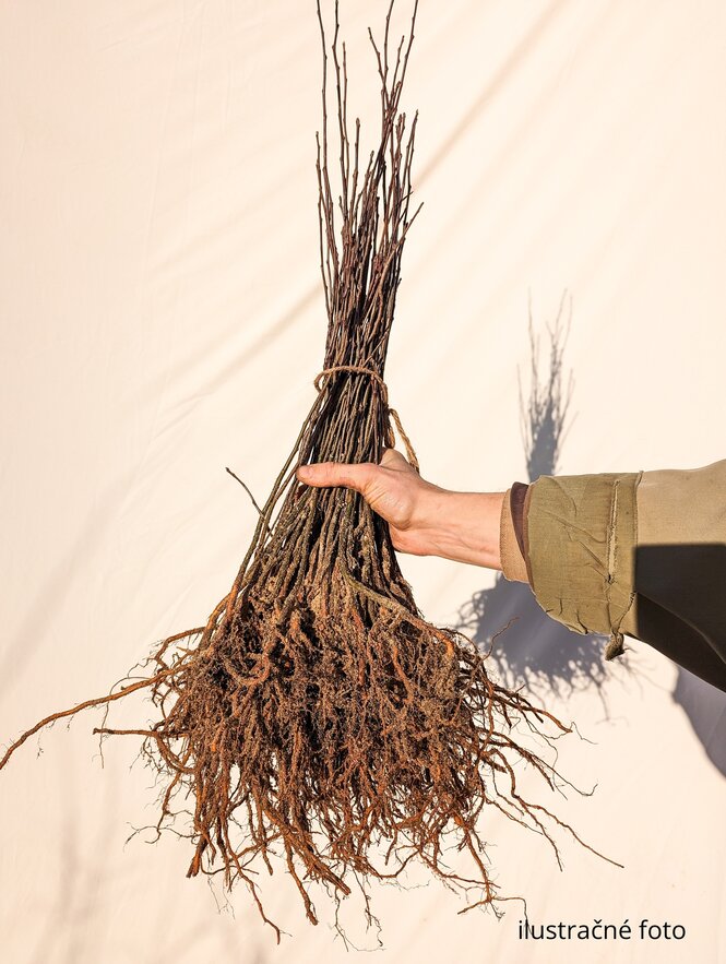 Marhuľa semenáč podpník