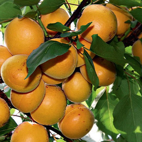 Marhuľa Veharda plody detail