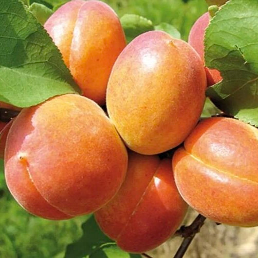 Marhuľa Veľkopavlovická plody detail