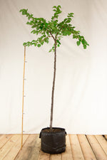 Marhuľa Veľkopavlovická strom airpot arbotaška