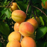 Marhuľa Vesna plody detail