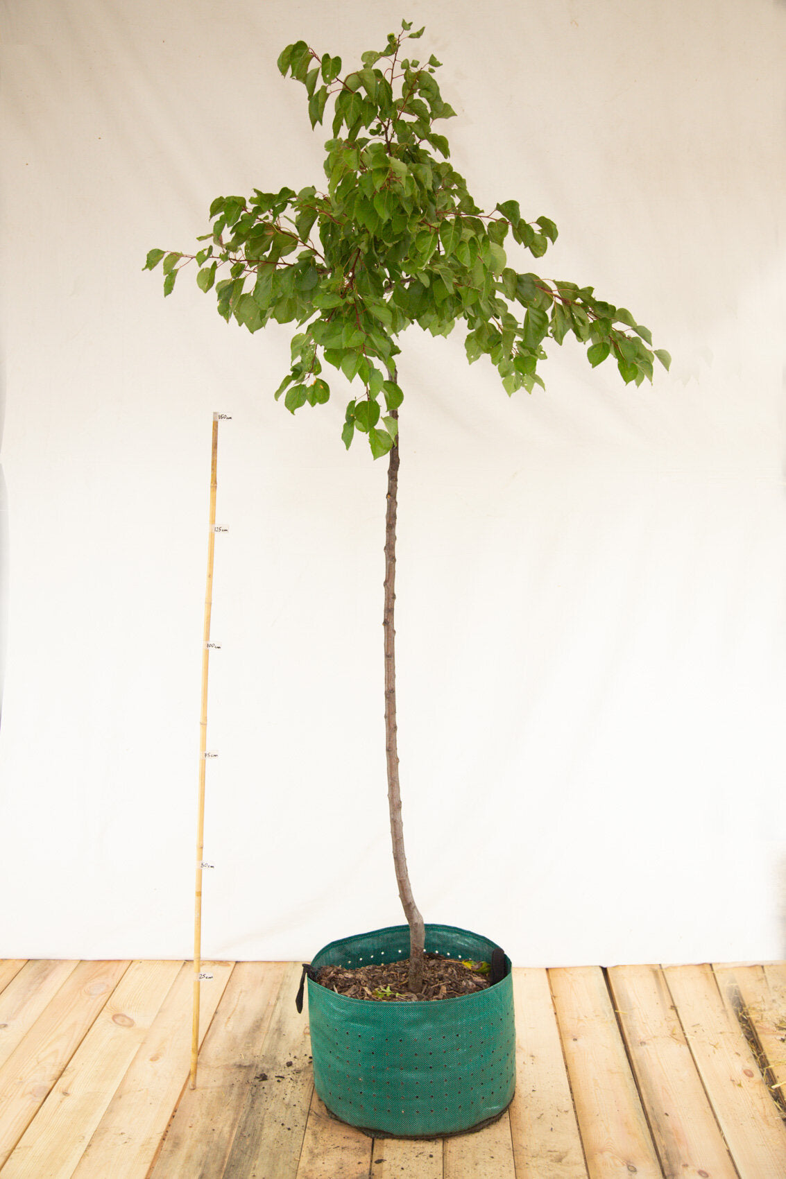 Marhuľa Vesna strom airpot arbotaška