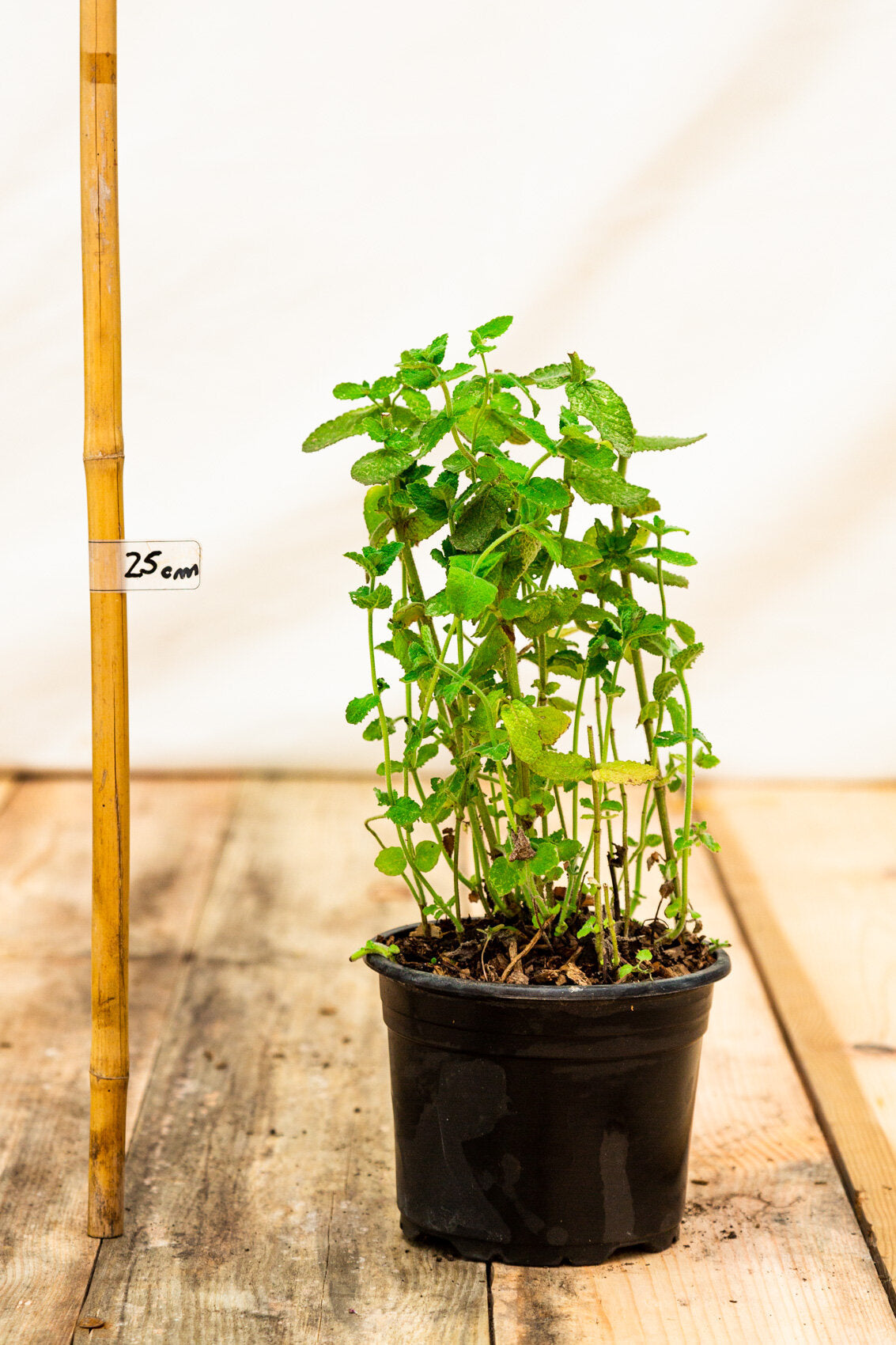 mäta egyptská mentha rotundifolia kontajner 	
OBMEGYK