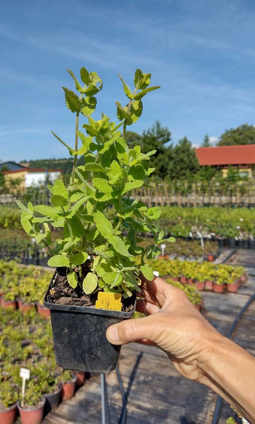 mäta egyptská mentha rotundifolia kontajner