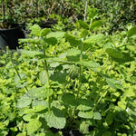 mäta egyptská mentha rotundifolia zelené listy bylinka 	
OBMEGYK