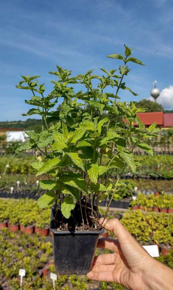 mäta pieporná Mentha piperita kontajner