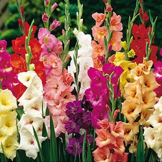 Mečík (Gladiola) - mix odrôd po 10 ks hľúz