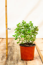 Medovka lekárska kontajner