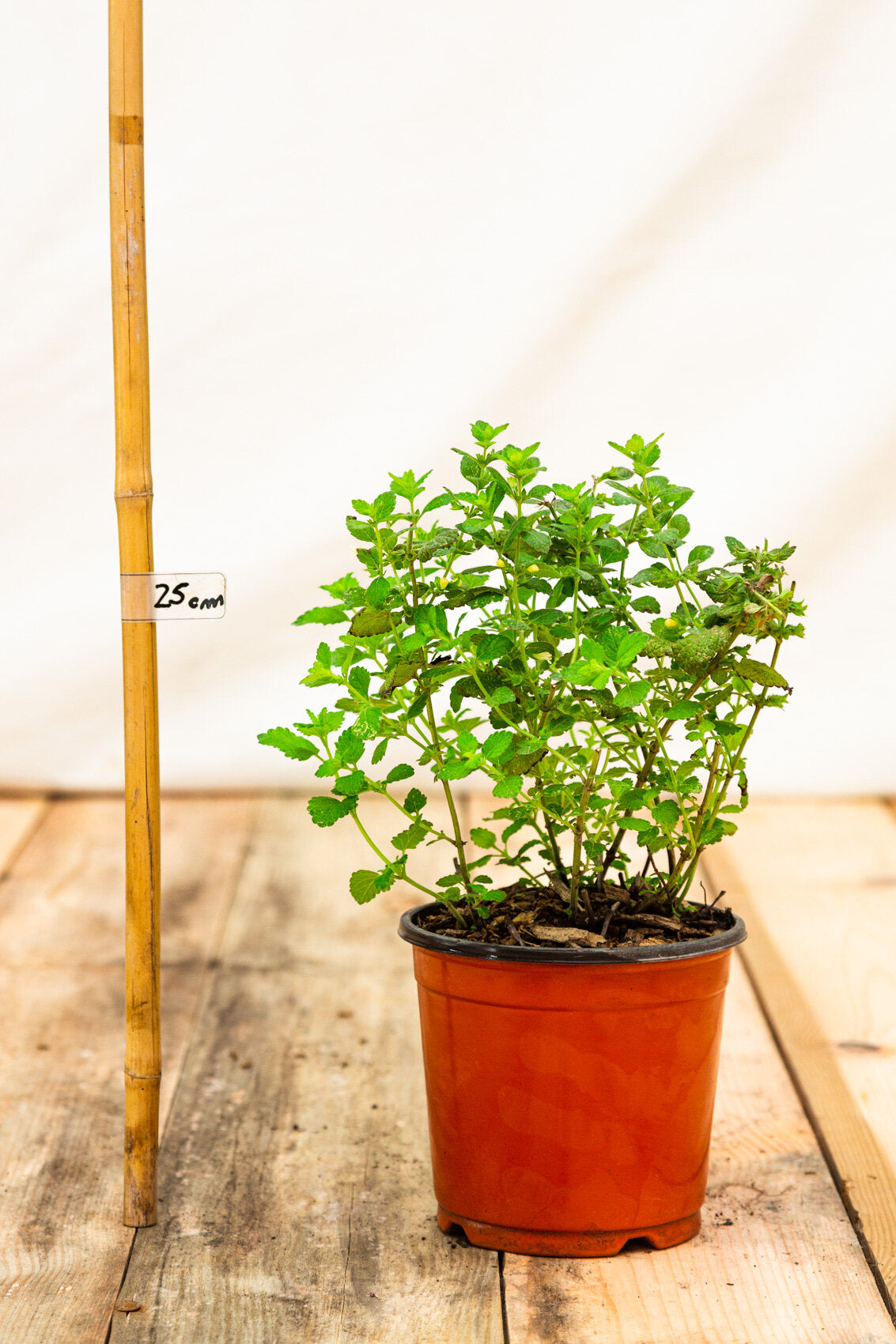 Medovka lekárska kontajner