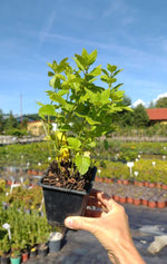 Medovka lekárska kontajner