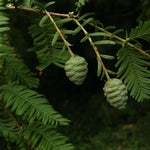 Metasekvoja čínska strom ihličnan ihličnatý strom 