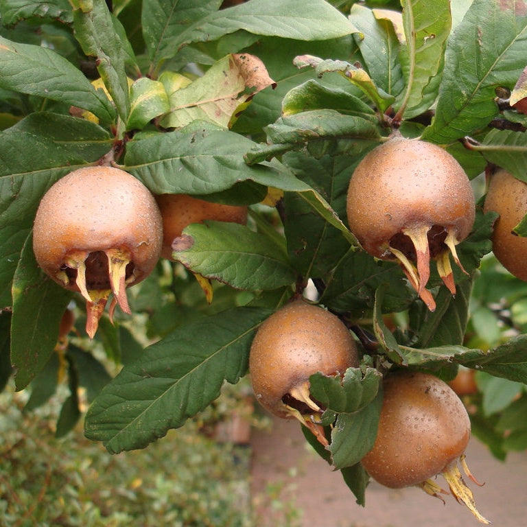 Mišpuľa Nottingham detail plody