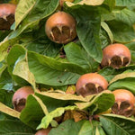 mišpula domáca veľkoplodá nemecká plody