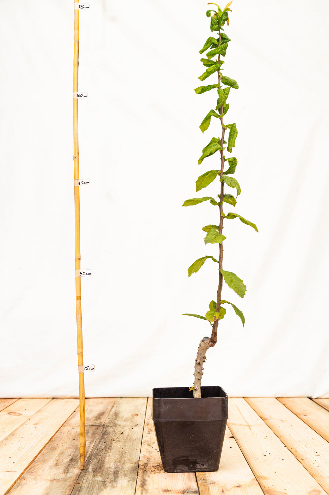 mišpula domáca veľkoplodá nemecká kontajner