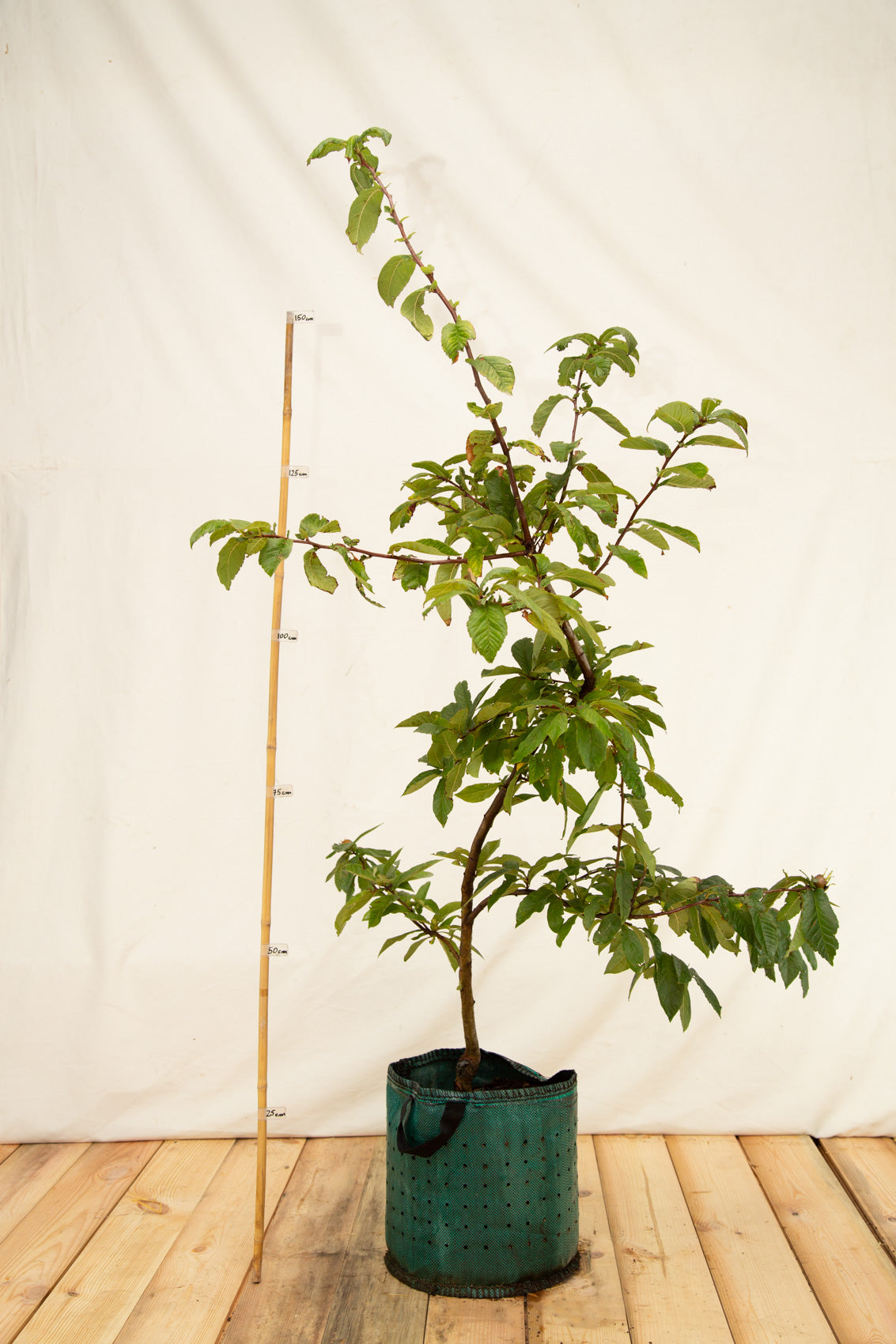 mišpula domáca veľkoplodá nemecká airpot