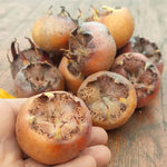 mišpuľa veľkoplodá domáca nemecká plody 