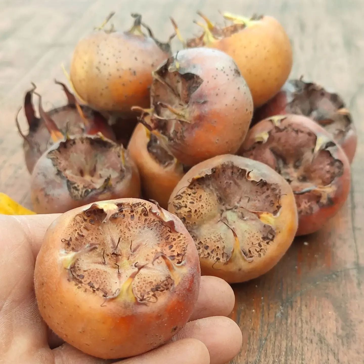 mišpuľa veľkoplodá domáca nemecká plody 