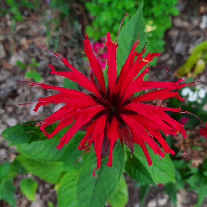 Monarda didyma Cambridge Scarlet monarda dvojmocná jedlé kvety  	
OTMODVSCAK