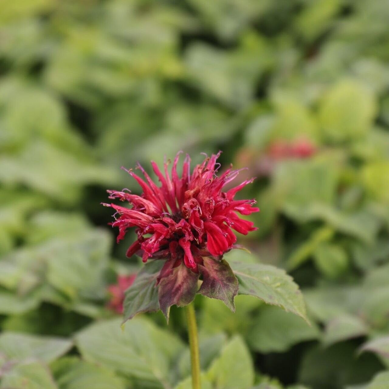monarda pink Supreme jedlé kvety  	
TMOPINSUPK