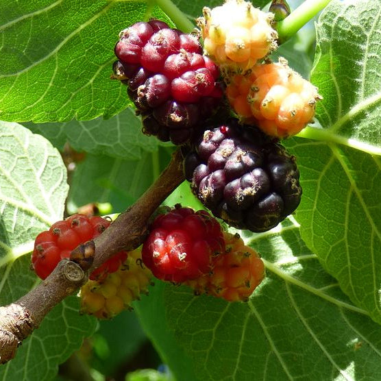 moruša čierna morus nigra trnavská plody